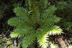 Description de l'image Blechnum magellanicum from above.jpg.