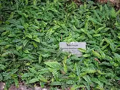 Blechnum penna-marina