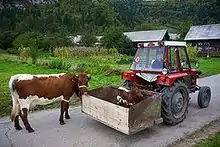 La photo couleur montre un tracteur avec bénette arrière qui porte un veau rouge à ligne dorsale blanche. Une vache de même couleur suit le tracteur de son propre grès.