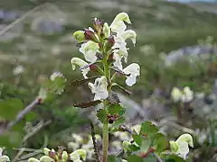 Pedicularis lapponica sur le plateau.