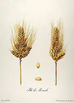 Blé poulard : cultivar « blé de miracle ».