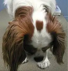 Tête de Cavalier King Charles Spaniel bleinhem vue de dessus, surmontée d'une tache marron appelée pastille ou spot.