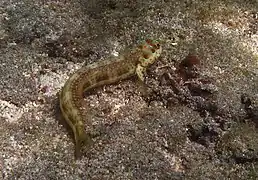 Blenniella chrysospilos (jeune individu)