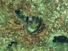 Un blennie Blenniella chrysospilos