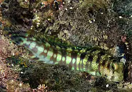 Blenniella gibbifrons