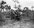 Blessés américains dans le bocage de Bloody Hill (guerre des Haies Archives B.N)