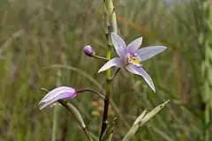 Bletilla formosana.