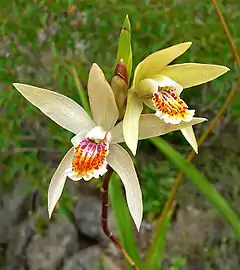 Bletilla ochracea.