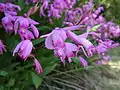 Massif de Bletilla striata.