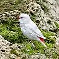 Petit oiseau blanc grisé, aux ailes ponctuées de blanc. Bec et bas du dos sont rouge vif