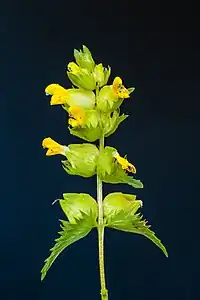 Fleurs de Rhinanthus.