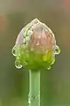 Bouton de fleur d'un allium ornemental.