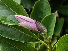 Autour de feuilles bien vertes, une fleure rose qui ne semble pas éclose, couverte de gouttes d'eau.