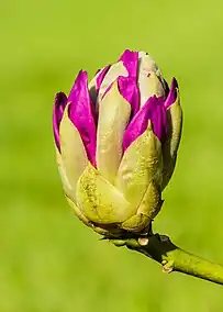 Fleur de rhododendron en mai 2023.