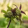 Fleur de sureau, variété Sérénade.