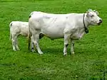 photo couleur d'une vache blanche avec son veau. Les cornes sont courtes en croissant et le mufle rosé. La silhouette est musclée et la mamelle petite.