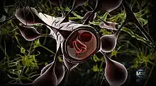 Représentation d'artiste d'un vaisseau sanguin cérébral en coupe, environné d'astrocytes et laissant paraître à l'intérieur des globules rouges.