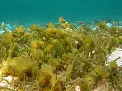 Bloom de diatomées (Bacillariophyta) sur l'herbe marine Syringodium isoetifolium