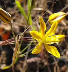 Description de l'image Bloomeriacrocea.jpg.