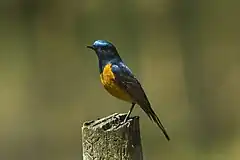 Description de l'image Blue-fronted Redstart - Bhutan.jpg.