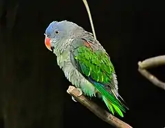 Description de l'image Blue-rumped Parrot Psittinus cyanurus (6970039210) (cropped).jpg.