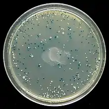 Colonies d'E. coli sur une boîte de Petri contenant du X-gal, donnant leur couleur bleue aux colonies produisant la β-galactosidase et catabolisant donc le lactose.