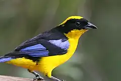 Un oiseau jaune, bleu et bleu tirant sur le noir