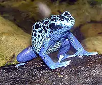 Dendrobates azureus (Dendrobate azuré) et Dendrobates leucomelas (Dendrobate à bandes jaunes) sont vendues dans les magasins animaliers. Ces deux espèces sont actuellement classées comme espèces vulnérables par l'UICN, et à l'annexe II de la CITES,. Les individus vendus de ces deux espèces sont aujourd’hui essentiellement élevées en captivité.