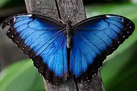 Morpho menelaus (femelle)