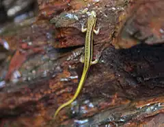 Description de l'image Blue Ridge Salamander.jpg.