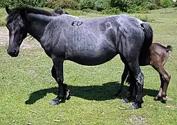 Un New Forest (cheval) à la robe noire granitée, ou gris fer.