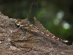 Description de l'image Blue spotted Hawker.jpg.