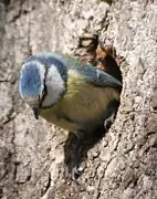 Une mésange bleue à la sortie de son nid, installé dans un tronc.