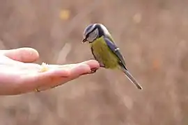 Mésange bleue mangeant dans la main d'une personne.