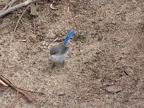 Description de l'image Blue wren gnangarra.jpg.