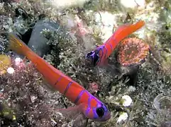 Deux  Lythrypnus dalli de Californie