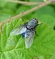 Calliphora vomitoria