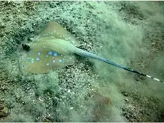 Description de l'image Bluespot stingray.jpg.