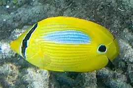 Chaetodon plebeius