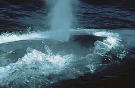 Le souffle de la baleine bleue.