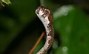 Description de l'image Blunthead Slug Snake (Aplopeltura boa) (23370312836).jpg.