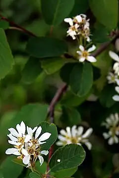 Description de l'image Blutrote Felsenbirne (Amelanchier sanguinea) 5868.JPG.