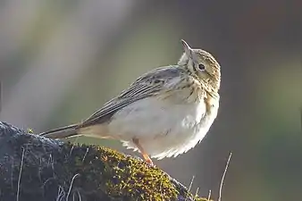 Pipit de Godlewski aperçu dans le sanctuaire de la vie sauvage de Pangolakha, dans le Sikkim, État du nord de l'Inde, dans l'Himalaya.