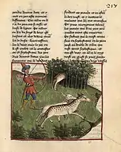 Page de manuscrit présentant deux colonnes de texte surmontant une scène de chasse dans un cadre bordé de rouge : à gauche, un chasseur bande son arc ; au premier plan, un chien mord le garrot d'un chevrotain au dos tacheté ; à l'arrière plan, l'arrière-train d'un autre chevrotain dépasse d'un fourré de hautes herbes.