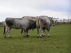 photo couleur de trois bovins gris argent à nuances ardoise et cornes longues vers l'avant en plein air.