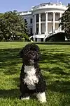 Bo dans le jardin de la résidence présidentielle.