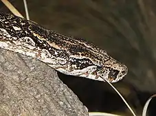 Boa constrictor occidentalis, détail de la tête.