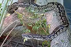 Boa constrictor occidentalis, spécifique de la zone. C'est la plus australe des sous-espèces de boa.