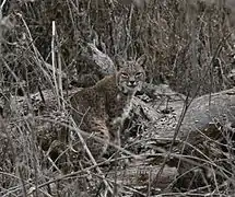 Un lynx roux dans l'environnement hivernal, à Almaden Quicksilver County Park (en), en Californie.