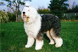 Photographie d'un chien de race bobtail blanc sur une parcelle de pelouse.